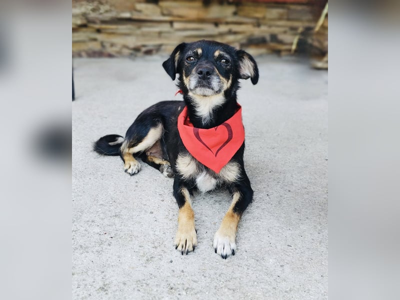 Pinscher Mix Gabi sucht Körbchen