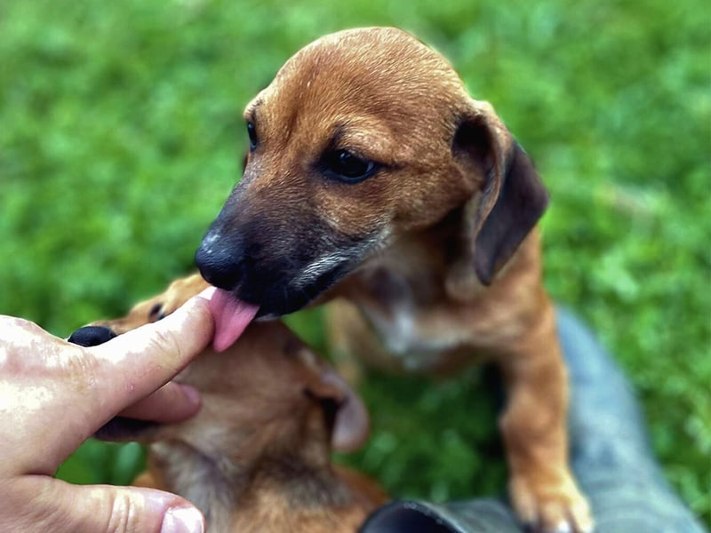 Aldo - kleiner Entdecker auf der Suche nach seinem Zuhause