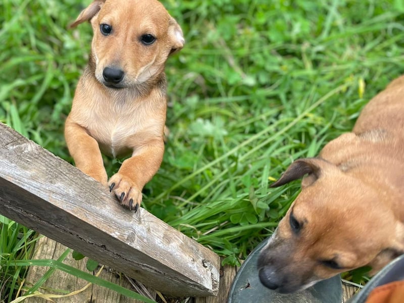 Aldo - kleiner Entdecker auf der Suche nach seinem Zuhause