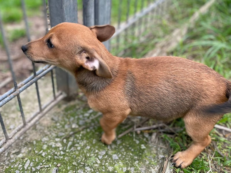 Arturo - kleiner Entdecker auf der Suche nach seinem Zuhause