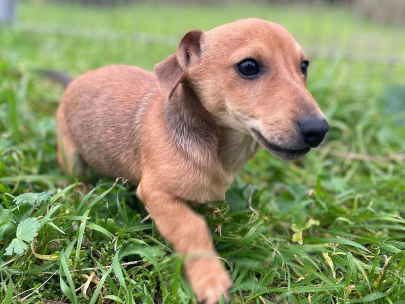 Arturo - kleiner Entdecker auf der Suche nach seinem Zuhause