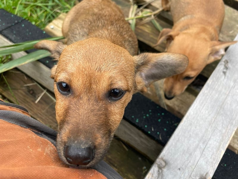 Athena - kleine Entdeckerin auf der Suche nach Ihrem Zuhause