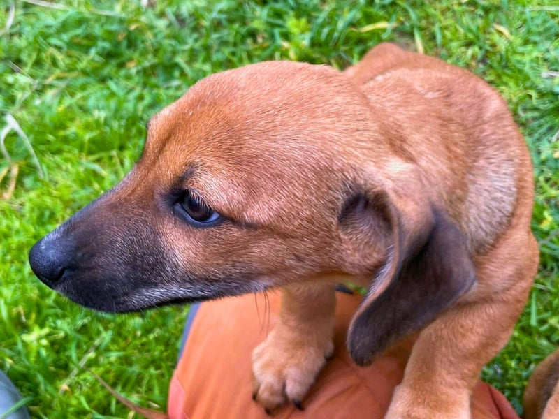 Aldo - kleiner Entdecker auf der Suche nach seinem Zuhause