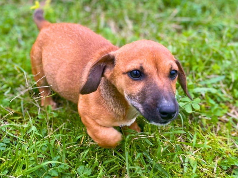 Aldo - kleiner Entdecker auf der Suche nach seinem Zuhause