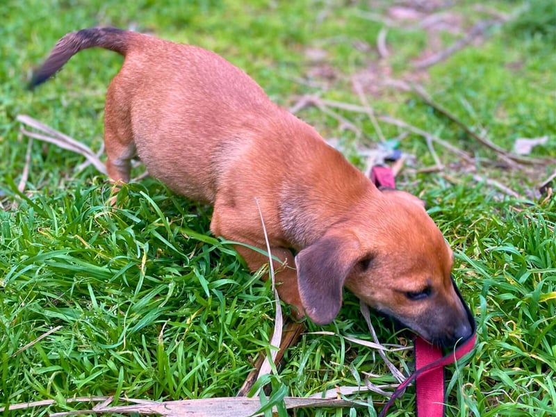 Aldo - kleiner Entdecker auf der Suche nach seinem Zuhause