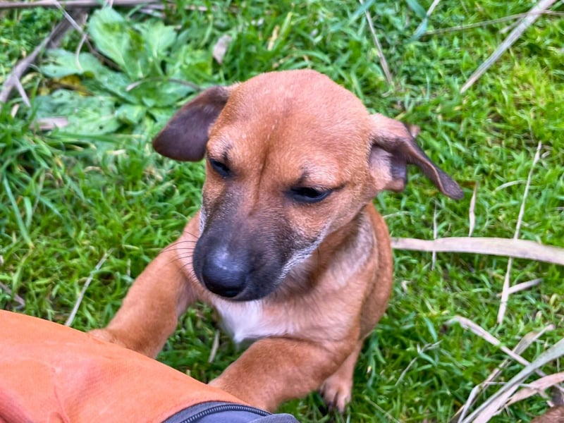 Aldo - kleiner Entdecker auf der Suche nach seinem Zuhause