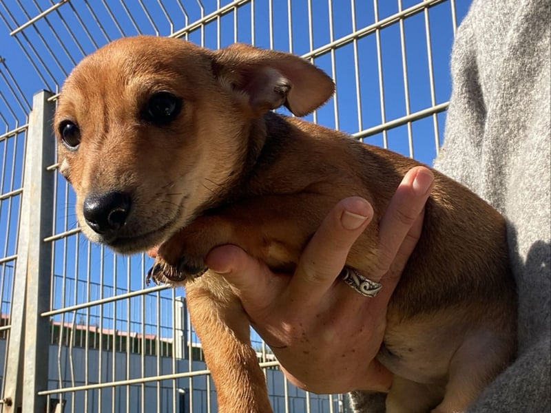 Arturo - kleiner Entdecker auf der Suche nach seinem Zuhause