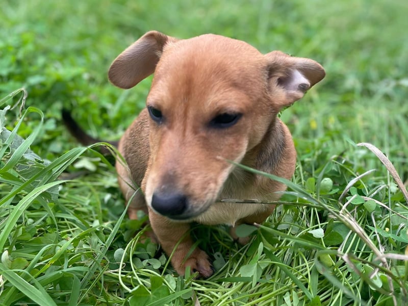 Arturo - kleiner Entdecker auf der Suche nach seinem Zuhause