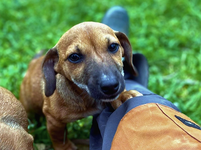 Aldo - kleiner Entdecker auf der Suche nach seinem Zuhause