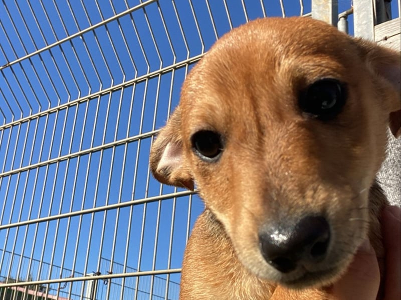 Arturo - kleiner Entdecker auf der Suche nach seinem Zuhause