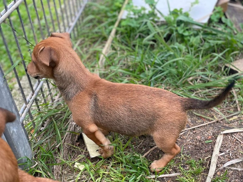 Arturo - kleiner Entdecker auf der Suche nach seinem Zuhause