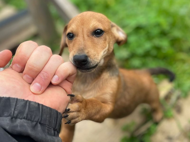 Arturo - kleiner Entdecker auf der Suche nach seinem Zuhause
