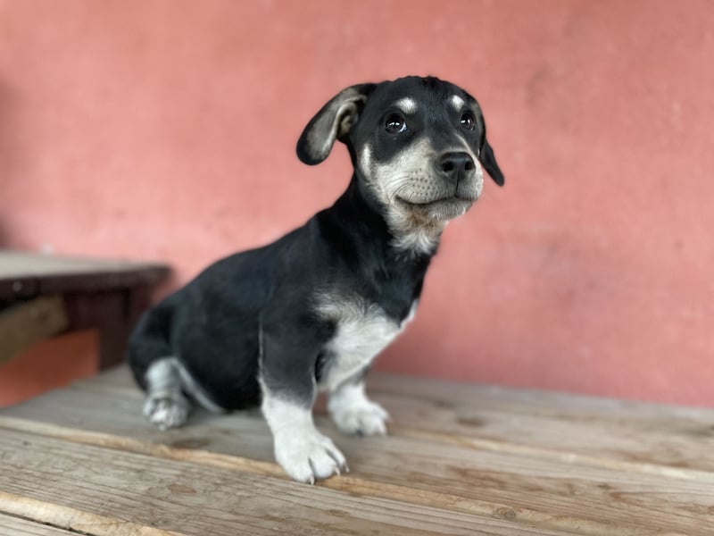 Alpi sucht ein Zuhause
