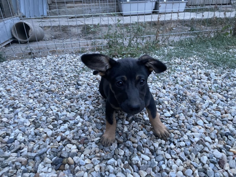 Amira sucht ein Zuhause