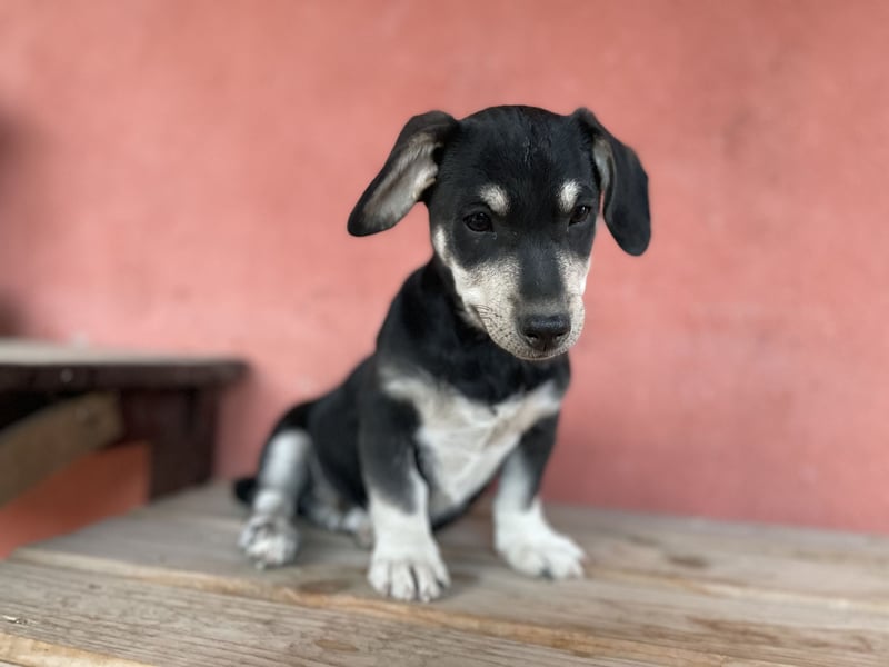 Alpi sucht ein Zuhause