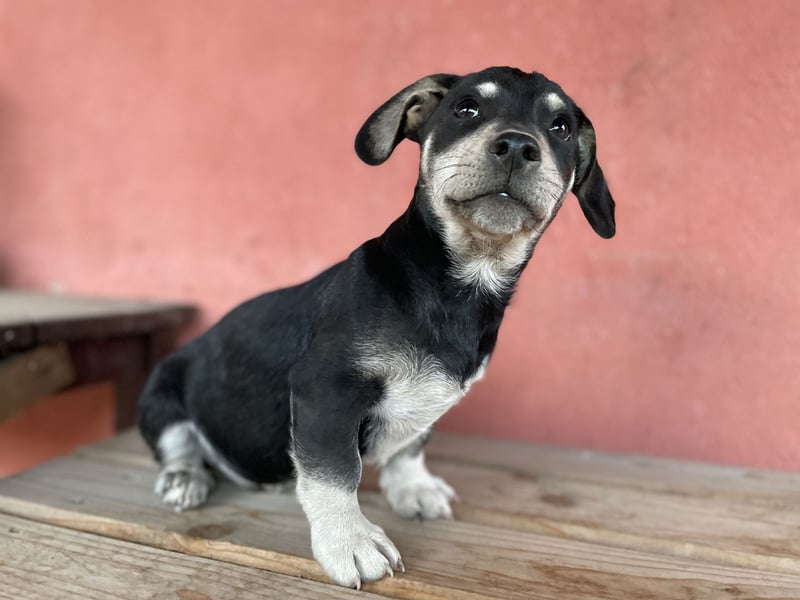 Alpi sucht ein Zuhause