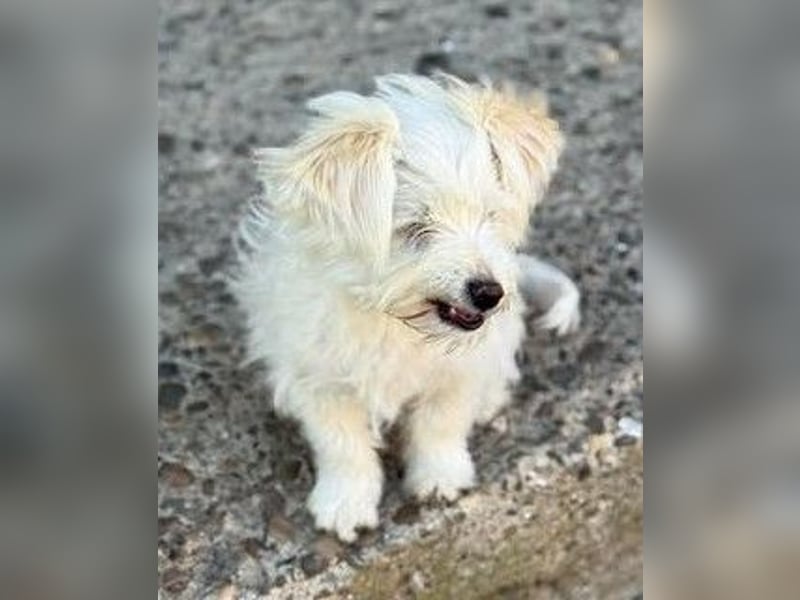 Sonnenschein Fibi - entzückendes Bichon-Mix-Hundekind