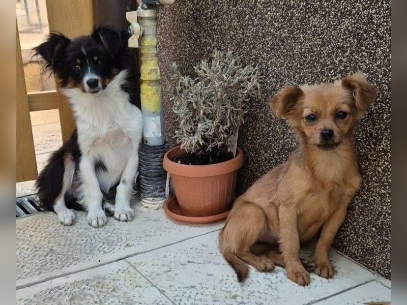 Milo & Minnie - ein ganz entzückendes Pärchen