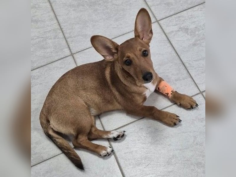 Fröhliches Hundekind Missy mit den Fledermausohren