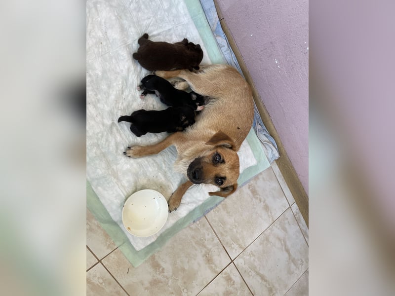 Amira sucht ein Zuhause