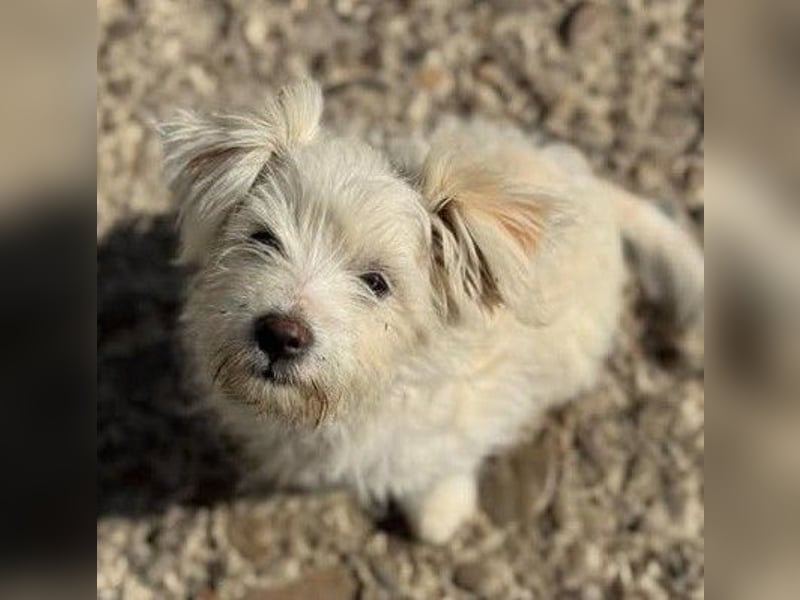 Sonnenschein Fibi - entzückendes Bichon-Mix-Hundekind