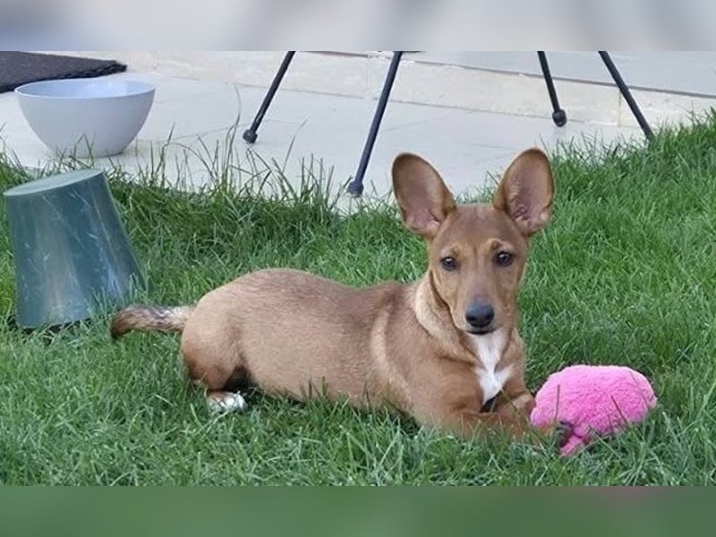 Fröhliches Hundekind Missy mit den Fledermausohren