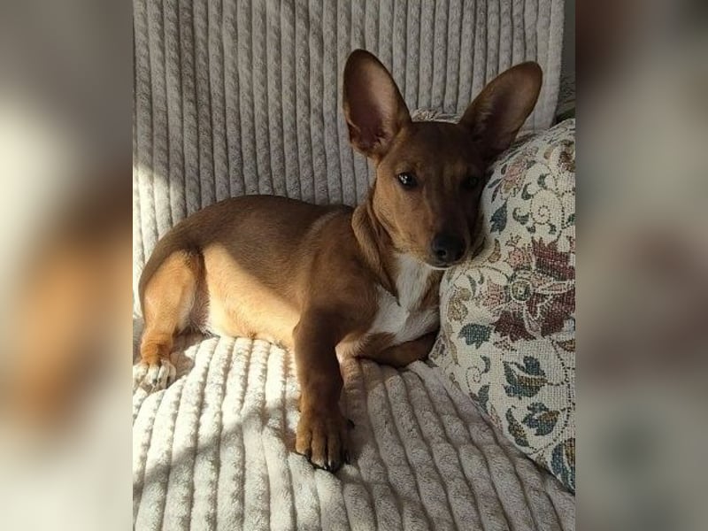 Fröhliches Hundekind Missy mit den Fledermausohren