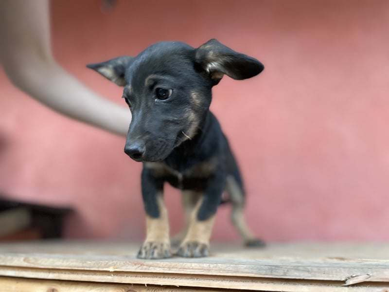 Amira sucht ein Zuhause
