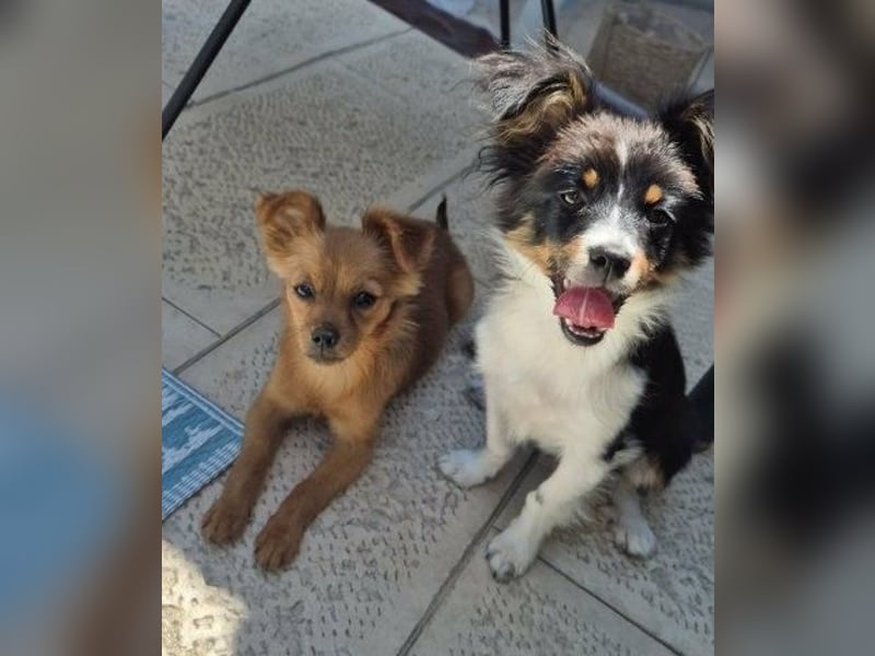Milo & Minnie - ein ganz entzückendes Pärchen