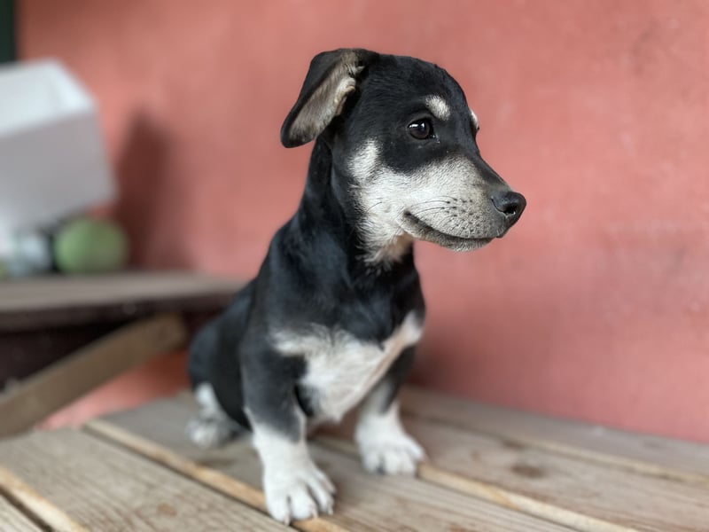 Alpi sucht ein Zuhause