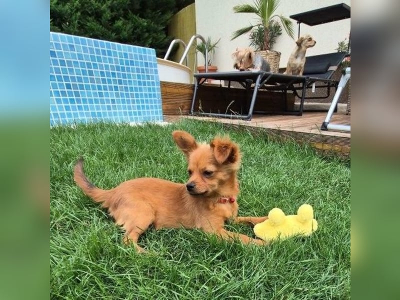 Milo & Minnie - ein ganz entzückendes Pärchen