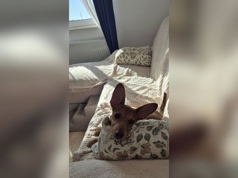 Fröhliches Hundekind Missy mit den Fledermausohren