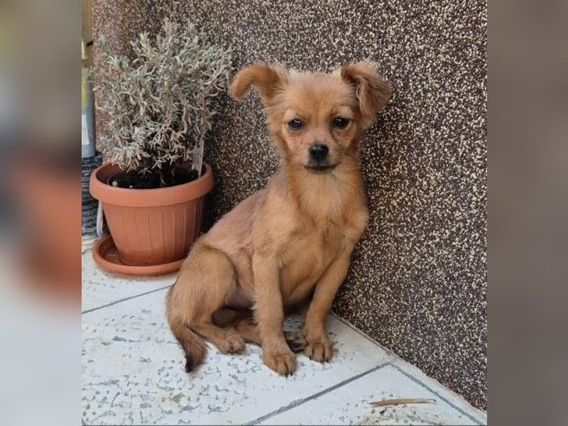 Milo & Minnie - ein ganz entzückendes Pärchen