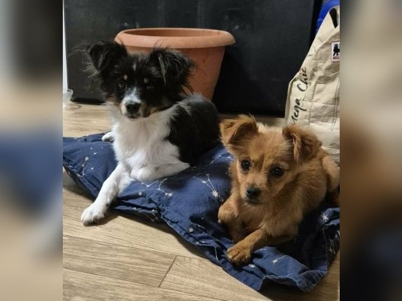 Milo & Minnie - ein ganz entzückendes Pärchen