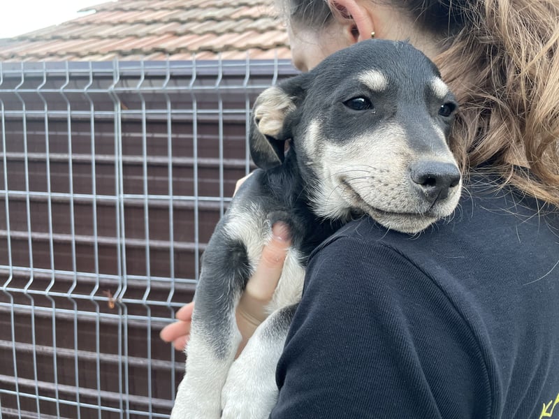 Alpi sucht ein Zuhause