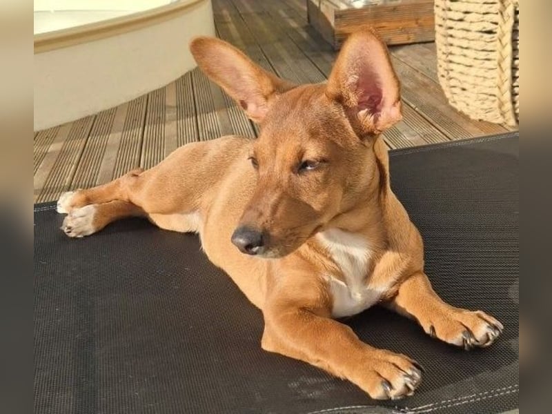 Fröhliches Hundekind Missy mit den Fledermausohren