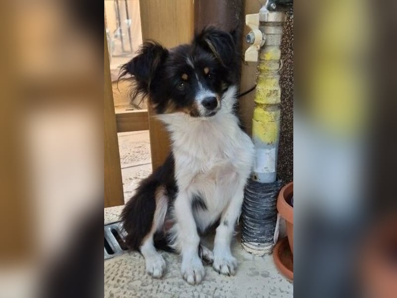 Milo & Minnie - ein ganz entzückendes Pärchen