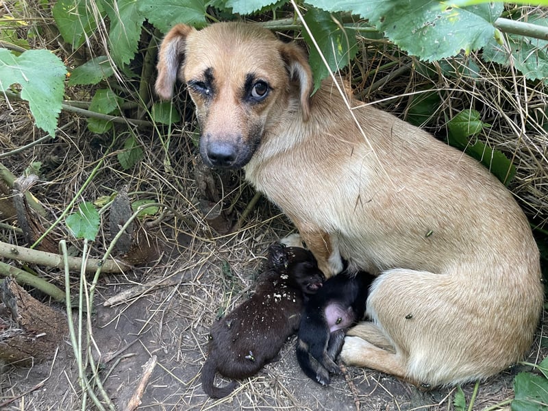 Alpi sucht ein Zuhause