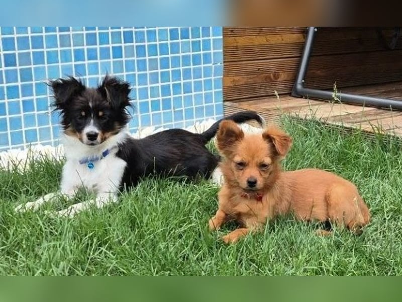 Milo & Minnie - ein ganz entzückendes Pärchen