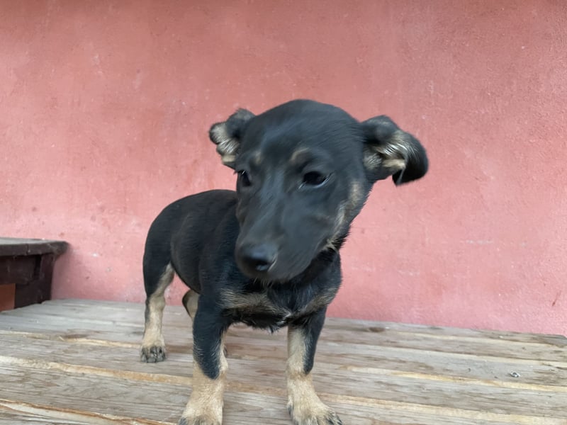 Amira sucht ein Zuhause