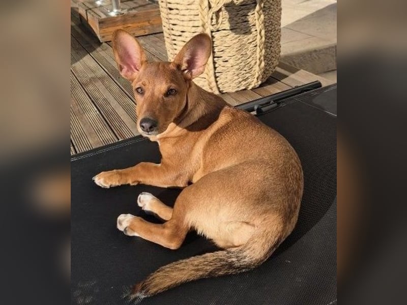 Fröhliches Hundekind Missy mit den Fledermausohren