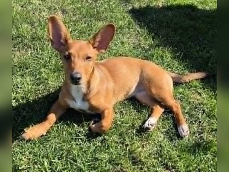 Fröhliches Hundekind Missy mit den Fledermausohren