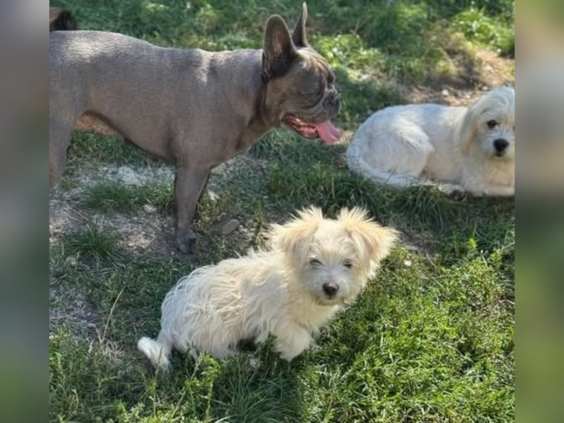 Sonnenschein Fibi - entzückendes Bichon-Mix-Hundekind