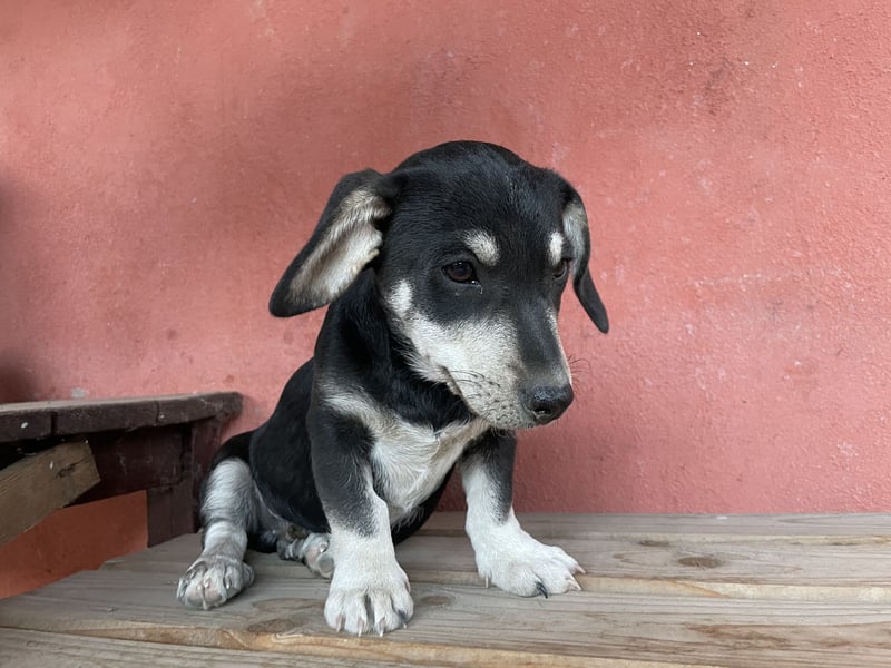 Alpi sucht ein Zuhause