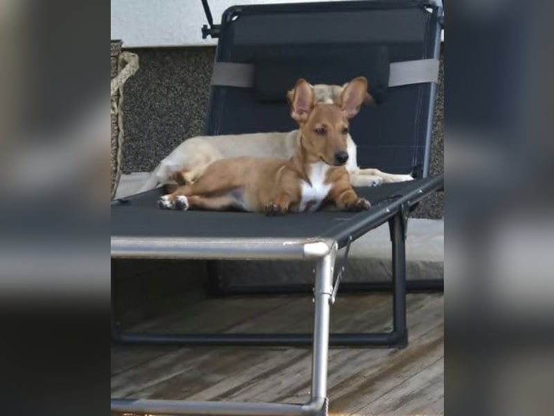 Fröhliches Hundekind Missy mit den Fledermausohren