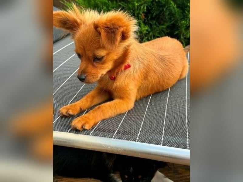 Milo & Minnie - ein ganz entzückendes Pärchen
