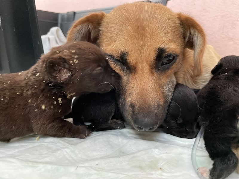 Alpi sucht ein Zuhause