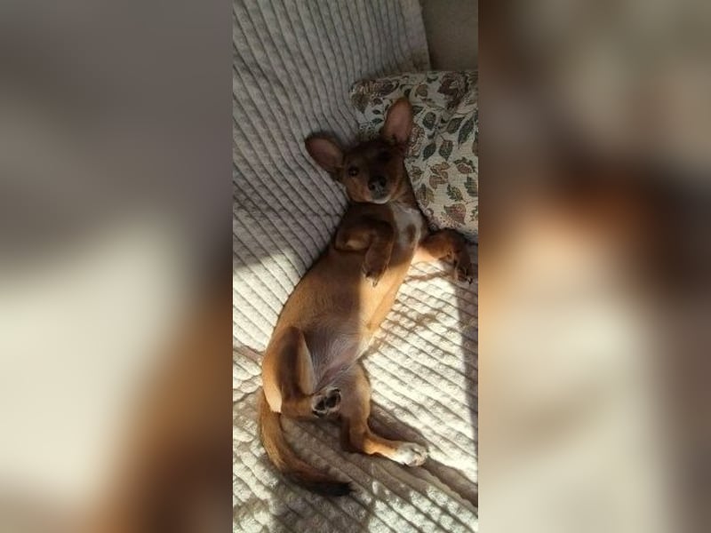 Fröhliches Hundekind Missy mit den Fledermausohren