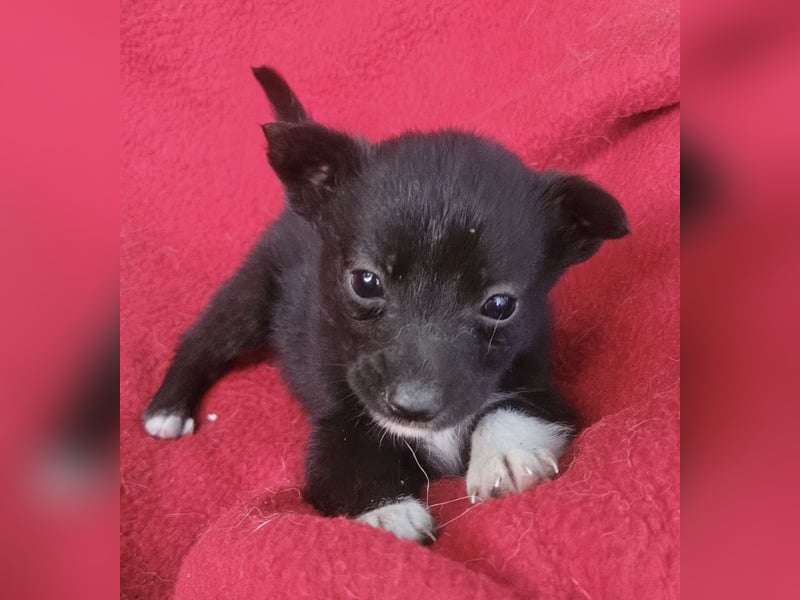 Winnie - offener, freundlicher Welpe