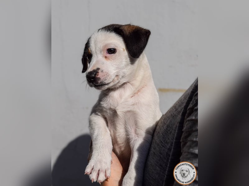 Izzy – mutiges Hundemädchen auf dem Weg ins Glück